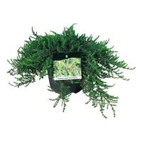 Juniperus com. Greenmantle