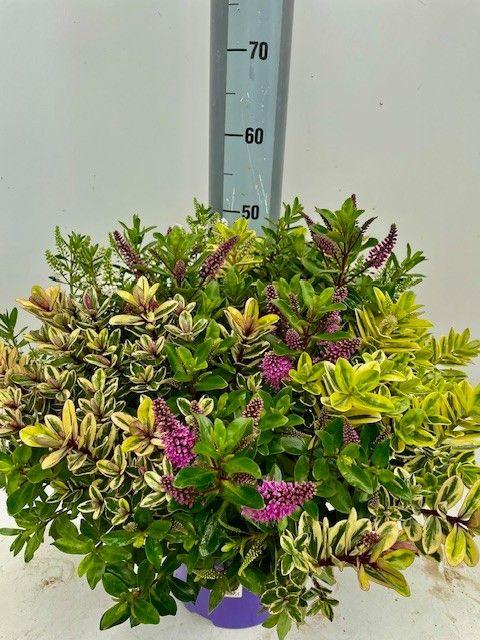 Picture of Hebe Quattro P23 (5 Ltr) 45cm