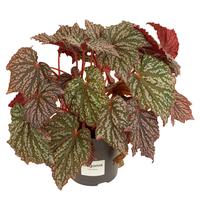 Begonia Little Moon