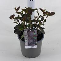 Physocarpus opu. Diabolo
