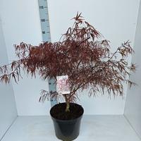 Acer pal. Enkan