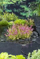 Rotala indica