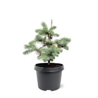 Picea pungens Blue Diamond