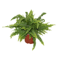 Nephrolepis exaltata Green Lady (INDOOR)