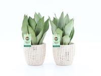 Sansevieria Moonshine in Sculpture keramiek