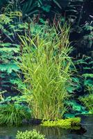 Phragmites australis