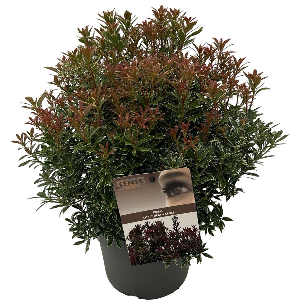 Picture of Pieris jap. Little Heath P19 (3 Ltr)