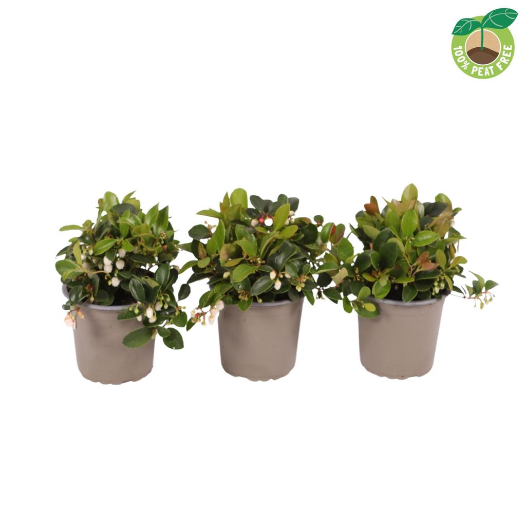 Picture of Gaultheria Big Berry P9 Peat Free