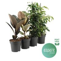 Ficus Ficuss varieties