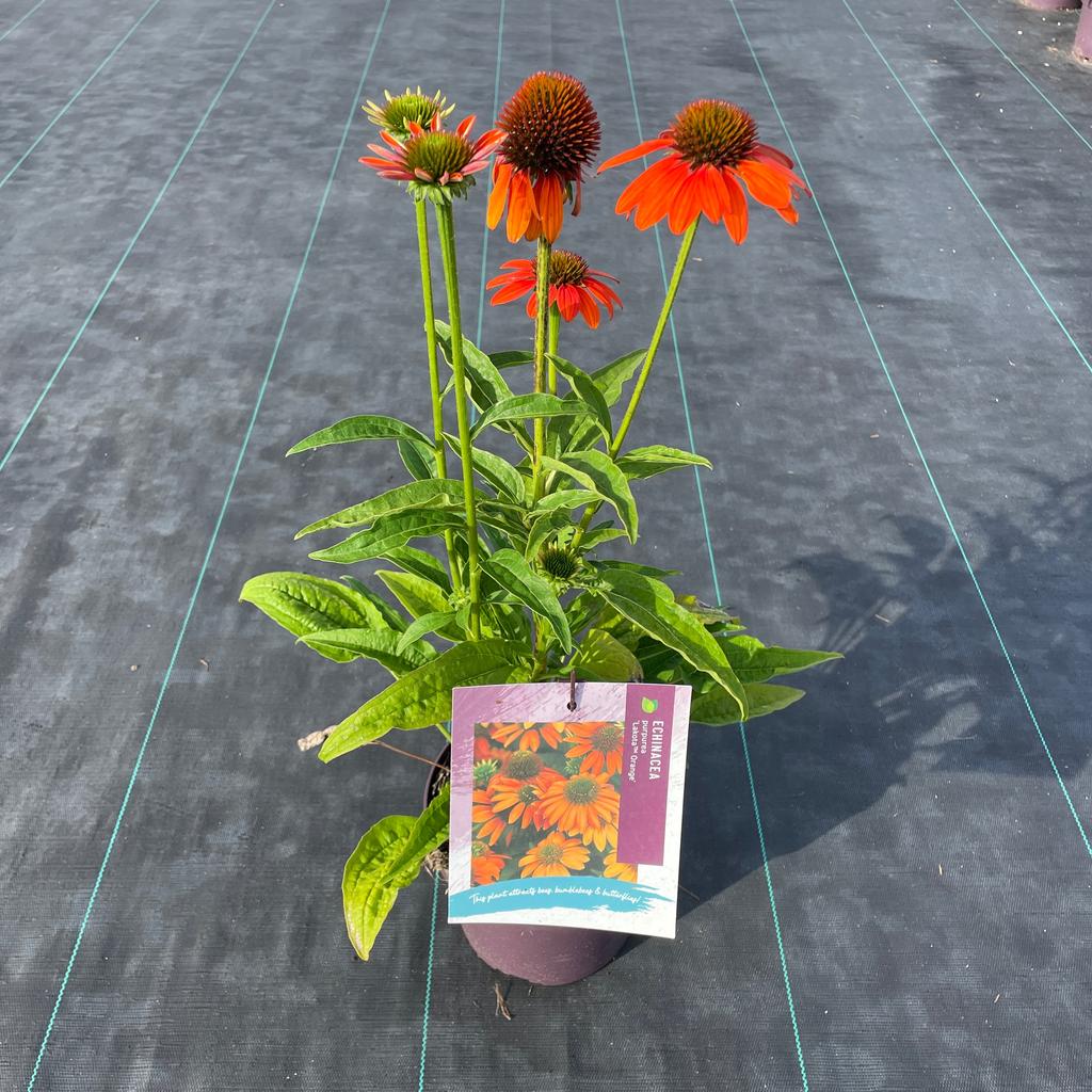 Obrázek Echinacea Lakota Orange P17 17cm