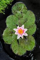 Nymphaea Laydekeri Lilacea