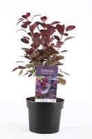 Cotinus Royal Purple