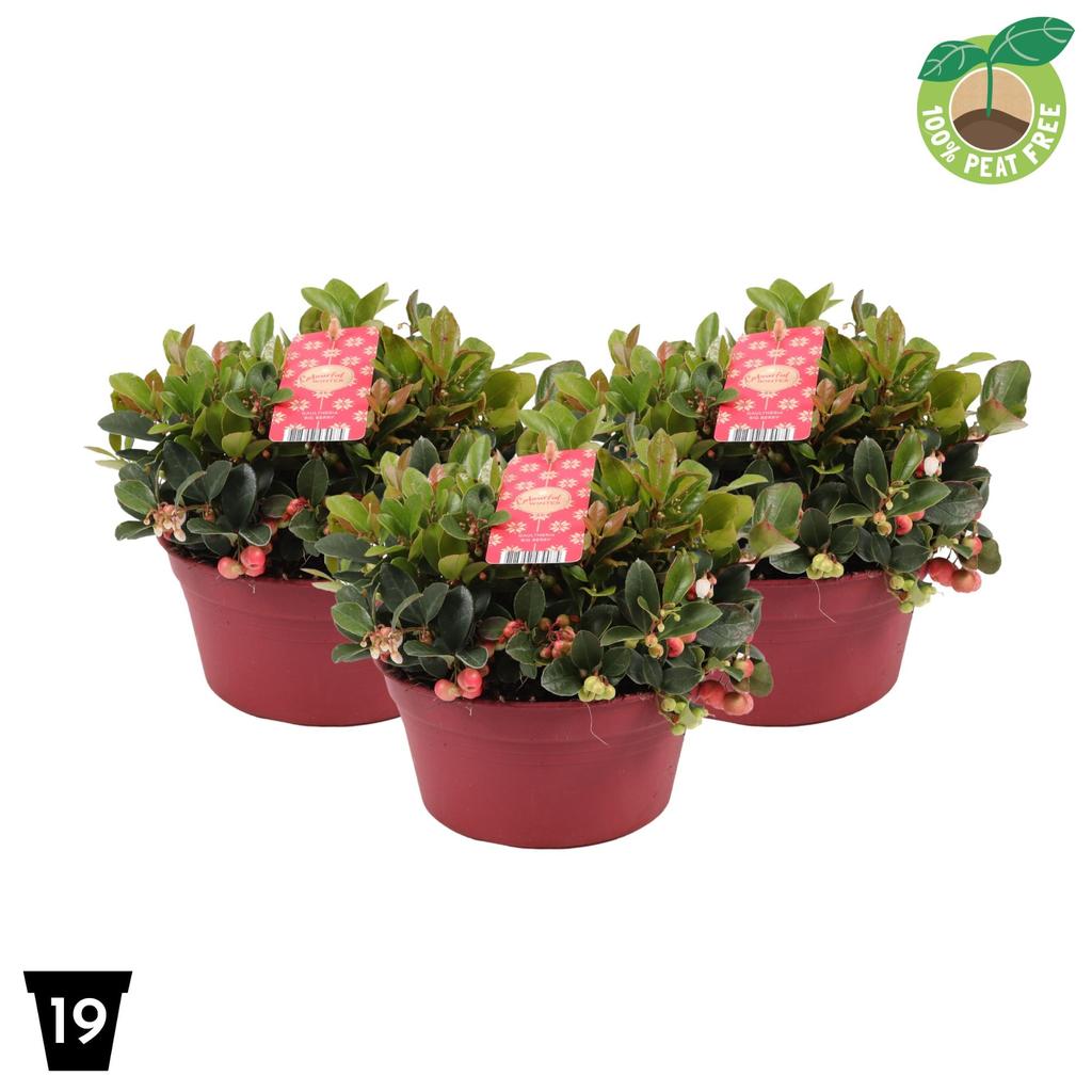 Picture of Gaultheria Big Berry (bowl) P19 (3 Ltr) Peat Free