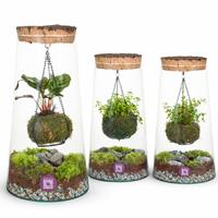 Wardians Terrarium - Kokedarium Triton MIX