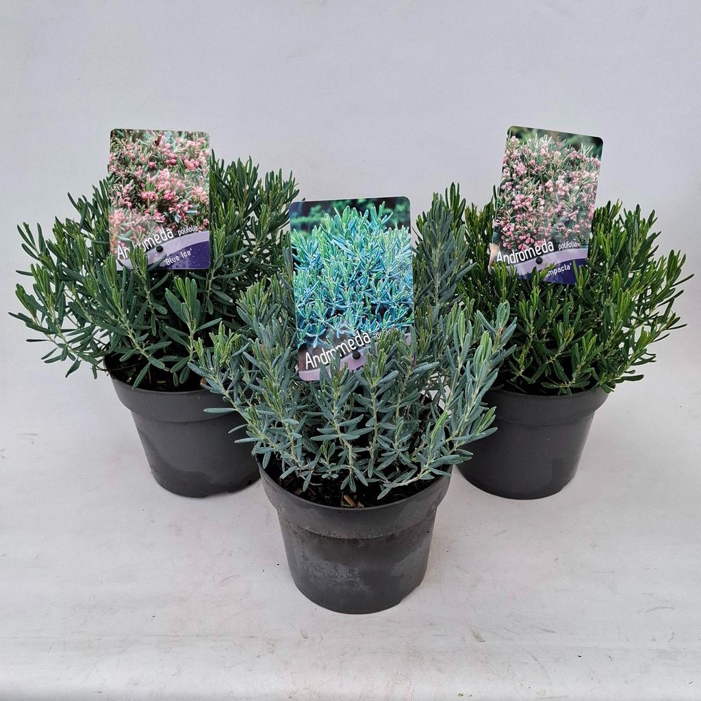 Picture of Andromeda pol. in varieties P17 (2 Ltr)