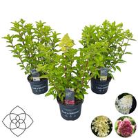 Hydrangea pan. Living in varieties