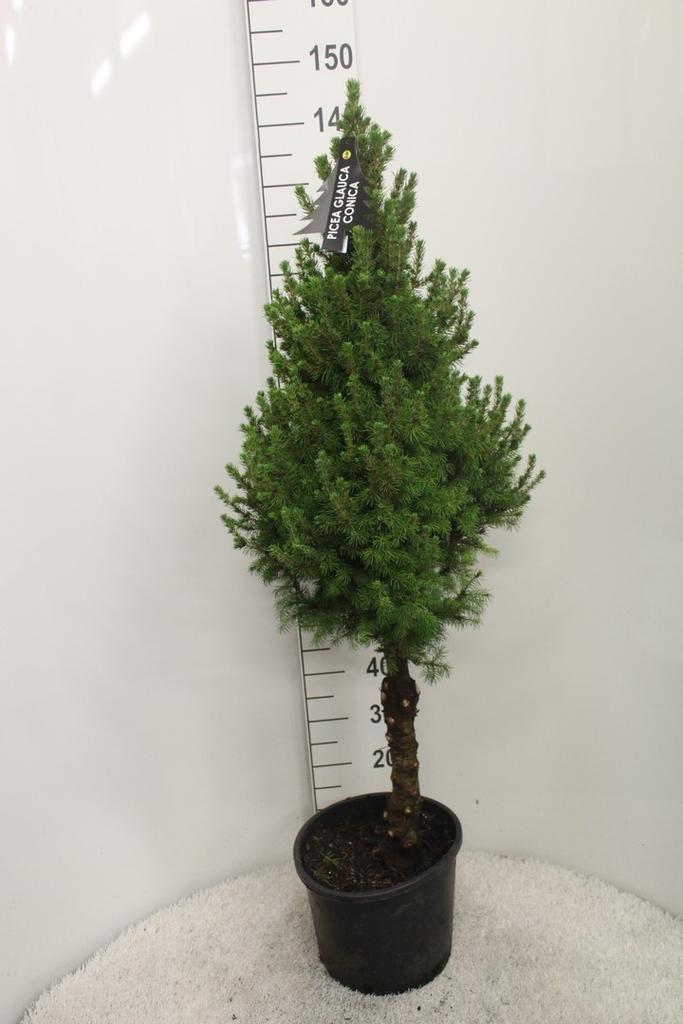Picture of Picea glauca Conica P33 140/160-POTTED