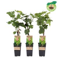 Vitis vinifera Himrod (seedless) crafted