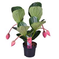 Medinilla Magnifica Flamenco 2 etage 4 buds