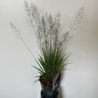 Molinia cae. Banshee