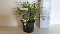 Carex com. Silver Sceptre