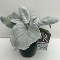 Senecio Angel Wings