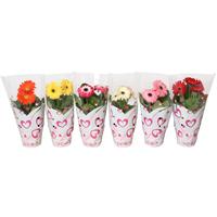 Gerbera 2+ flowers in Hearts sleeve