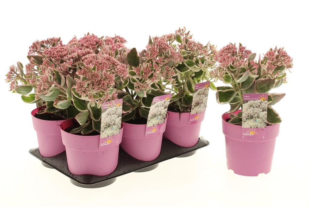 Afbeeldingen van Sedum Seduction La Vie en Rose (Climate Proof) P15