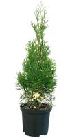 Thuja o. Smaragd Variegata