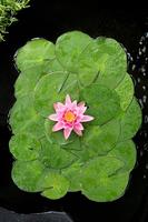 Nymphaea Firecrest