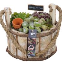 PTS7448 Arrangement Sempervivum in wooden pot