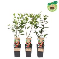 Prunus domestica Victoria (plum)