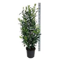 Prunus laur. Caucasica