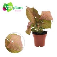 Syngonium Neon