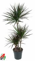 Dracaena Magenta 60-30-15