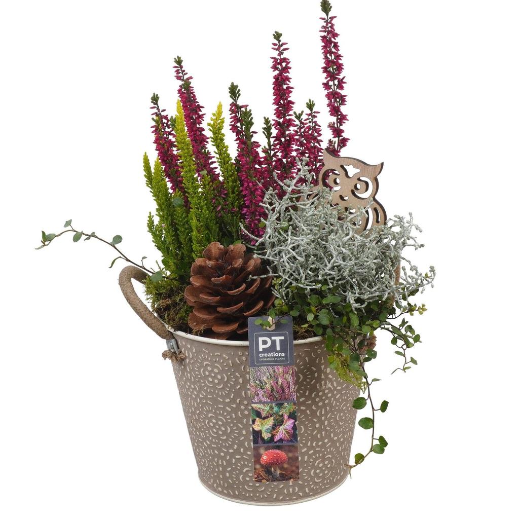 Image de PTHO4094 Arrangement Autumn Outdoor in metal pot P16 36CM