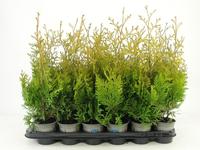 Thuja occ.Salland