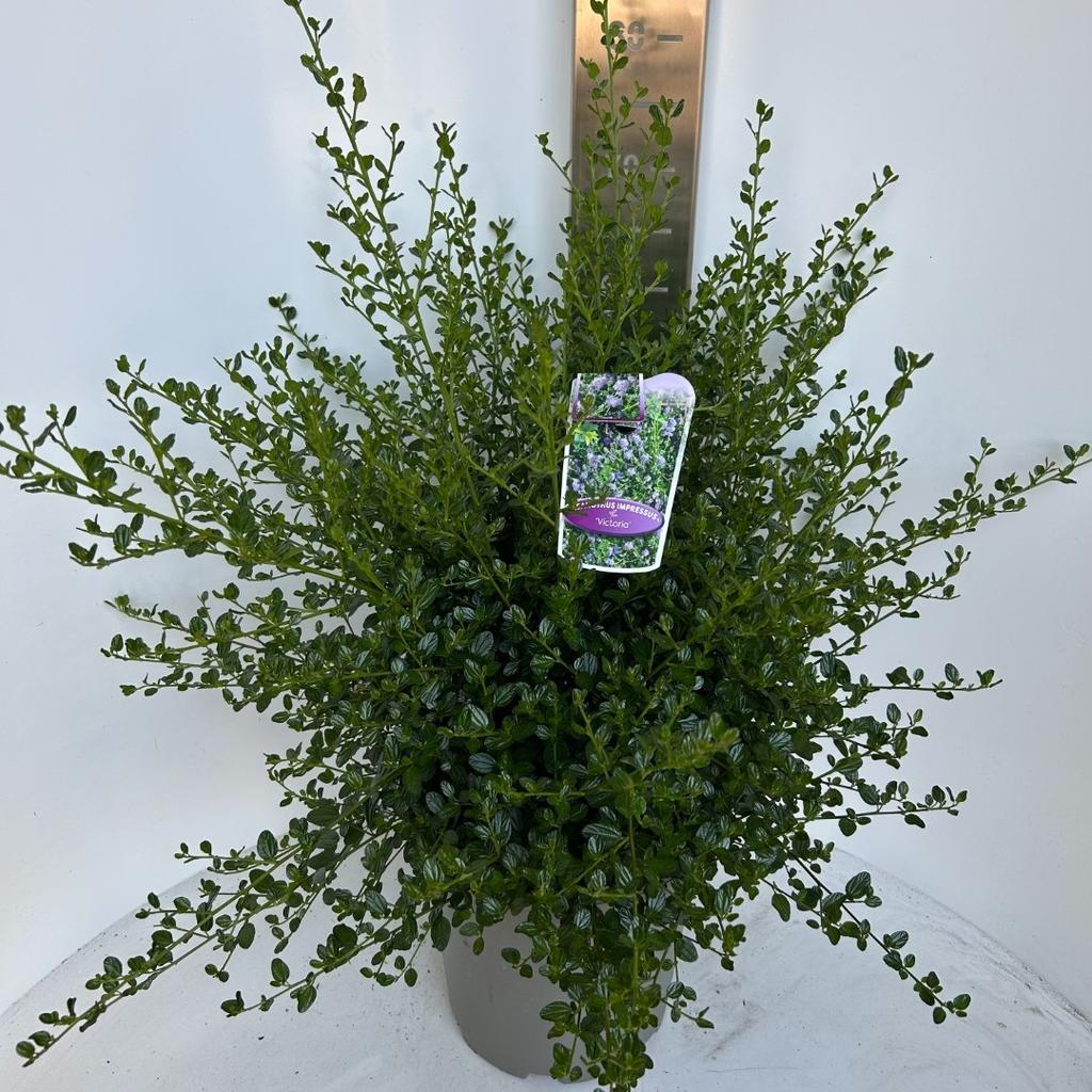 Picture of Ceanothus imp. Victoria P29 (10 Ltr)