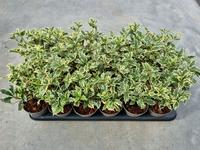 Osmanthus het. Variegatus