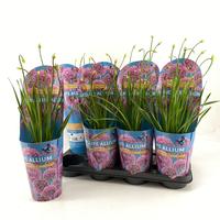Allium Millenium Longlife