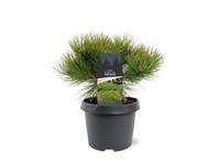 Pinus dens. low glow