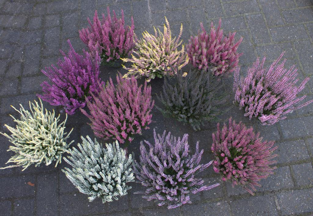 Billede af Calluna Garden Girls in varieties KW31-KW37 P12 24CM
