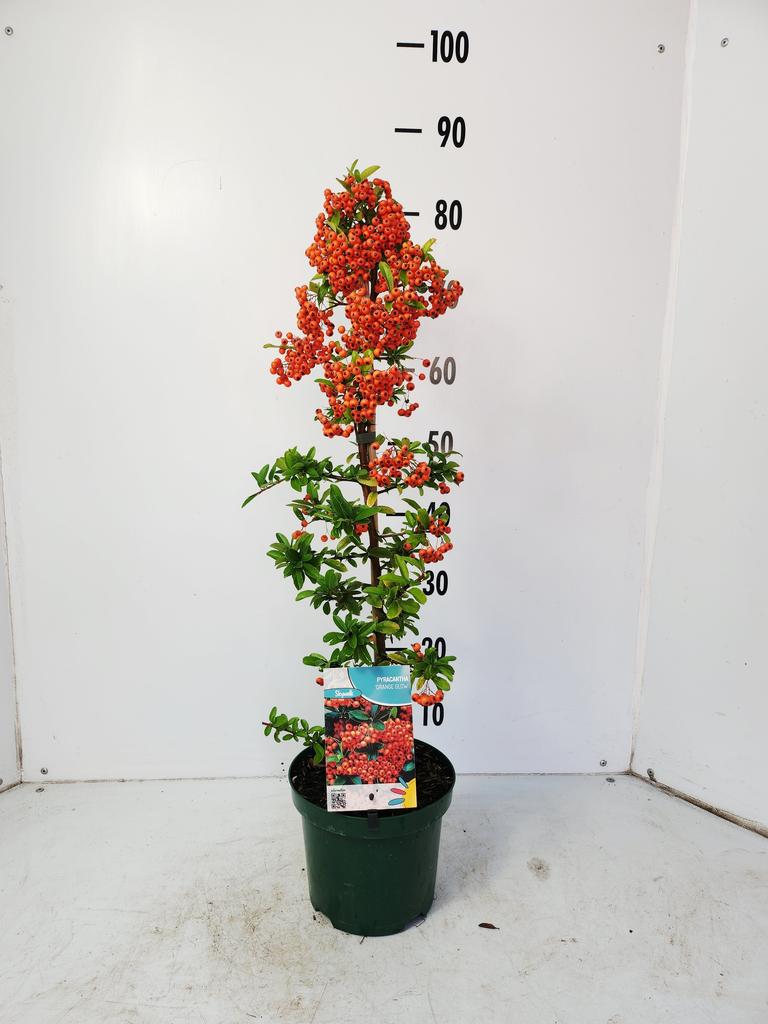Picture of Pyracantha coc. Orange Glow P19 (3 Ltr)