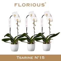 Phalaenopsis hybrid Grandiflora Cascade White in Decopot
