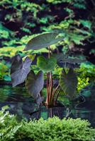 Colocasia rubra Black Magic