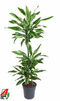 Dracaena Gold Coast 60-30-15