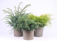 Juniperus in varieties