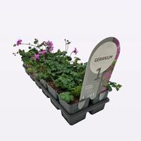 Geranium cant. Karmina