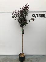Malus Royalty