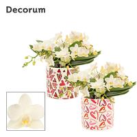 Phalaenopsis hybrid Table Whitney in Julia (Deco-collection)